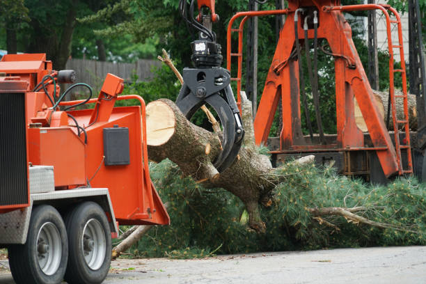 Lawn Renovation and Restoration in Stony Point, MI